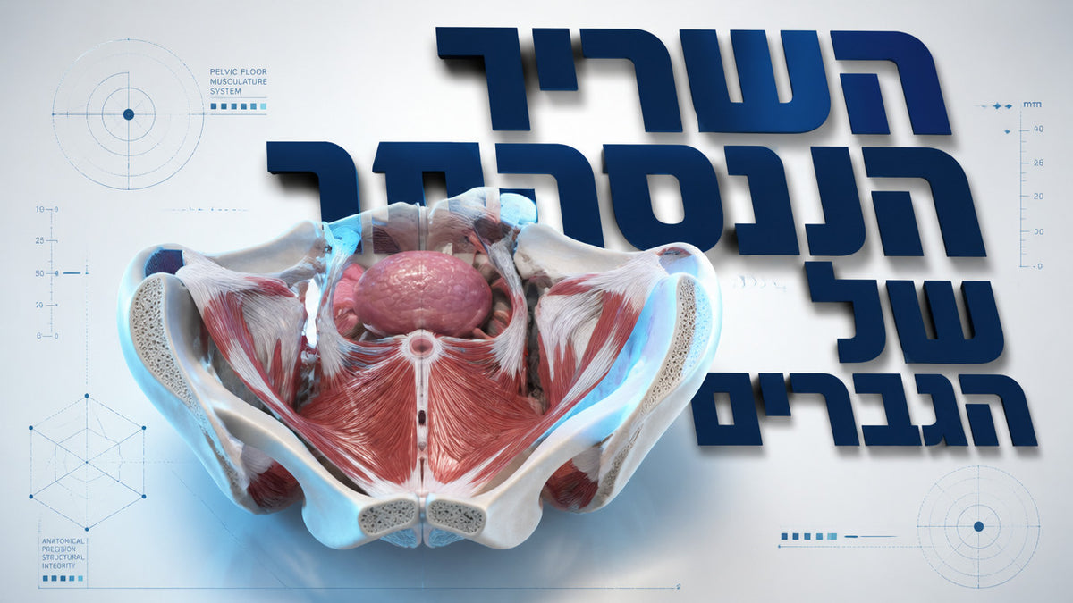 מה זה רצפת האגן אצל גברים ואיך היא משפיעה על התפקוד המיני: המדריך המלא