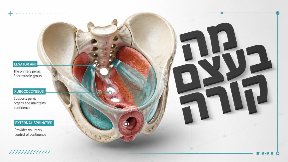 איך לחזק את שרירי רצפת האגן בבית בלי ציוד מיוחד