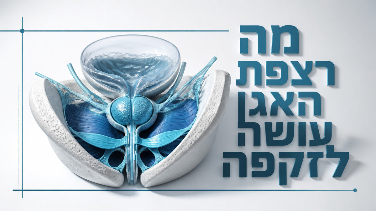 מה זה רצפת האגן אצל גברים ולמה היא חשובה לזקפה: המדריך המלא